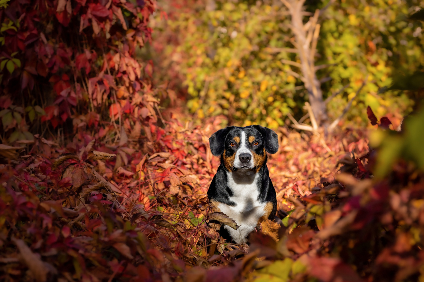Bright autumn. Satoshi (FRESH ENERGY) Satoshi FRESH ENERGY