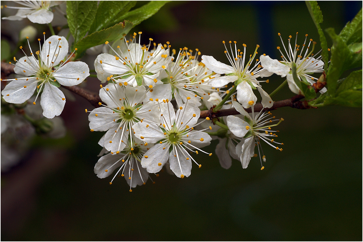 Prunus spinosa - Слива колючая или Терн. Prunus spinosa Слива колючая Терн весна цветение