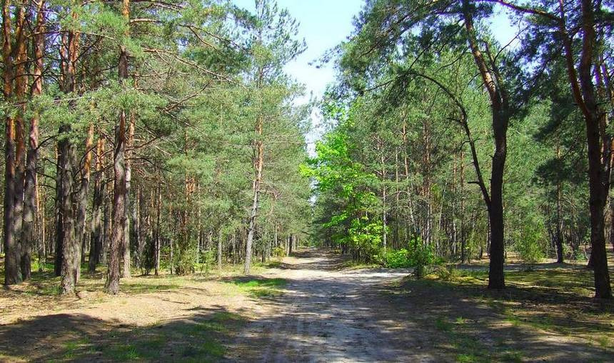 Лес лес