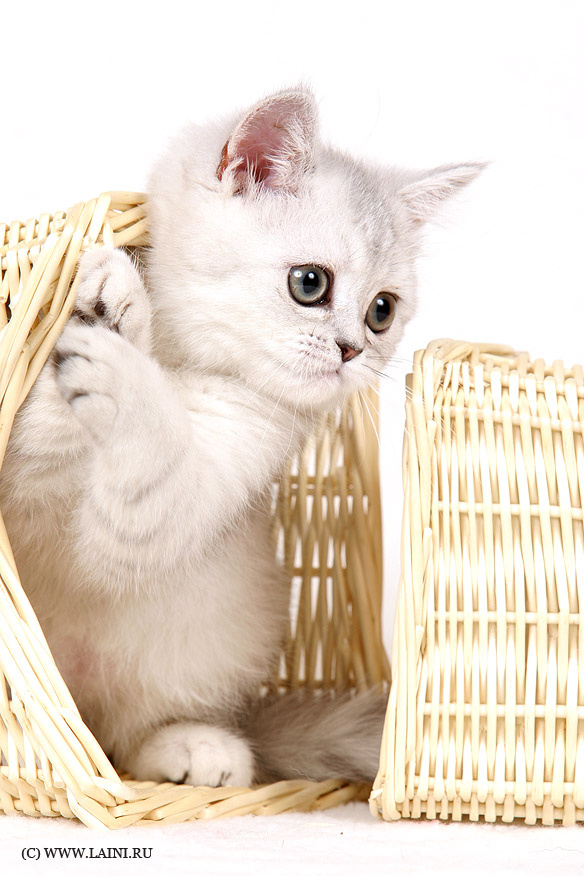юная шотландка кошка котенок шотландская страйд