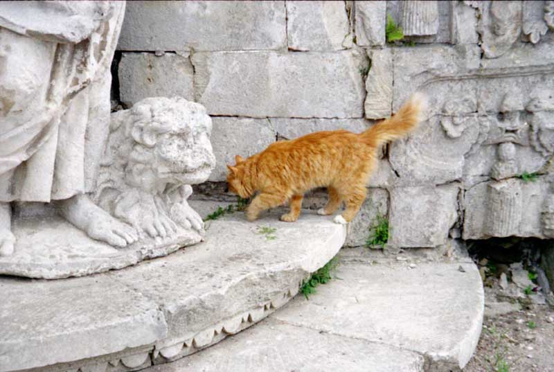 Кошки- это кошки Семейство Кошачьи