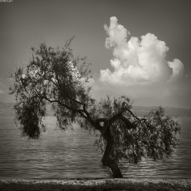 "dry season" 