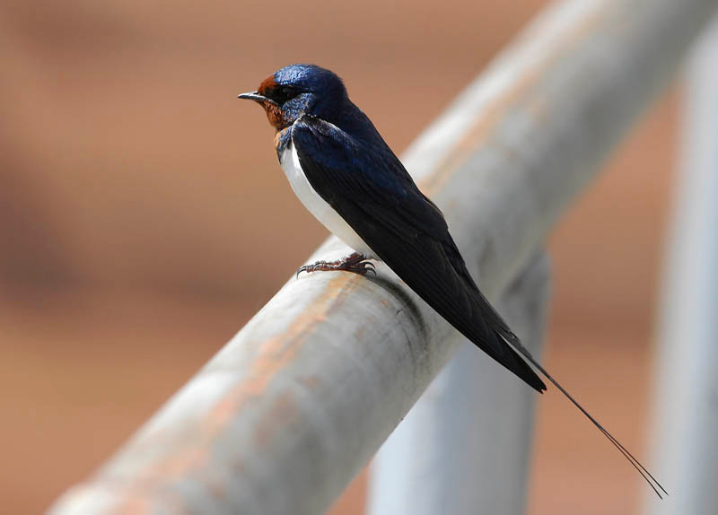 Деревенская ласточка Hirundo rustica ласточка