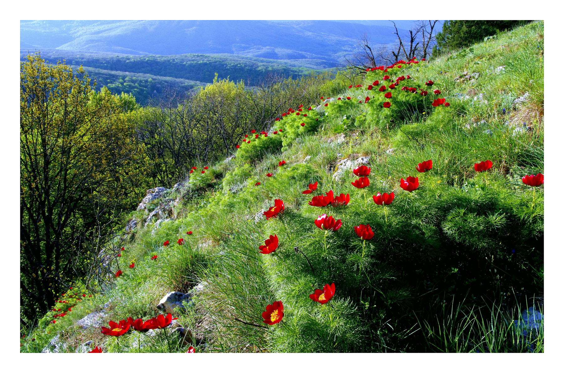 Весна в горах. Апрель,луговые пионы,горы,Крым