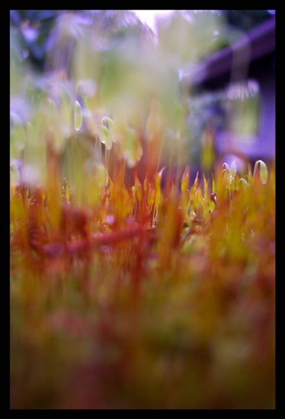 Акварельные Краски Macro Nature Природа
