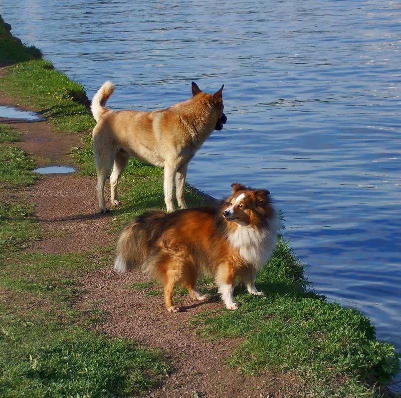 Где рыба? Собачки, берег, вода.