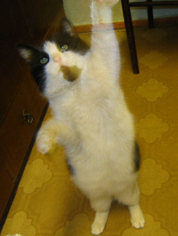кот чеширский cat