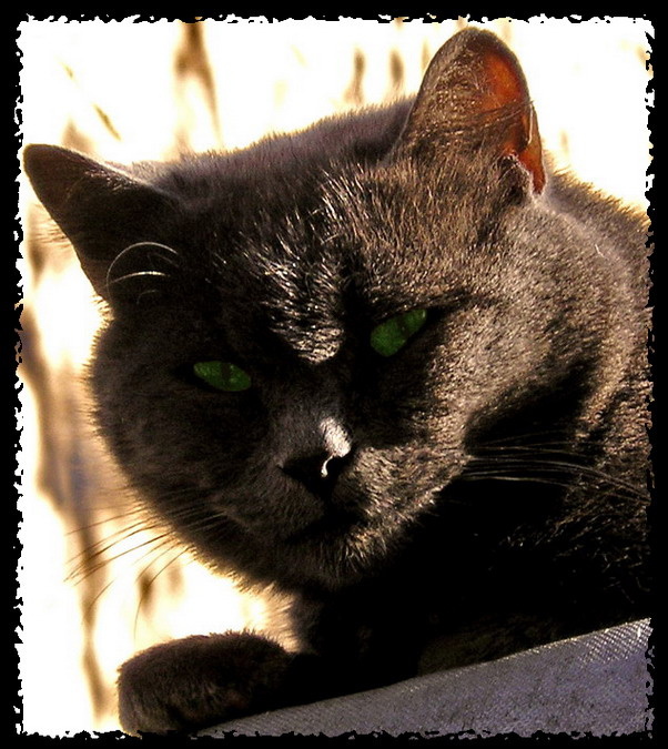 Чеширский кот кот
