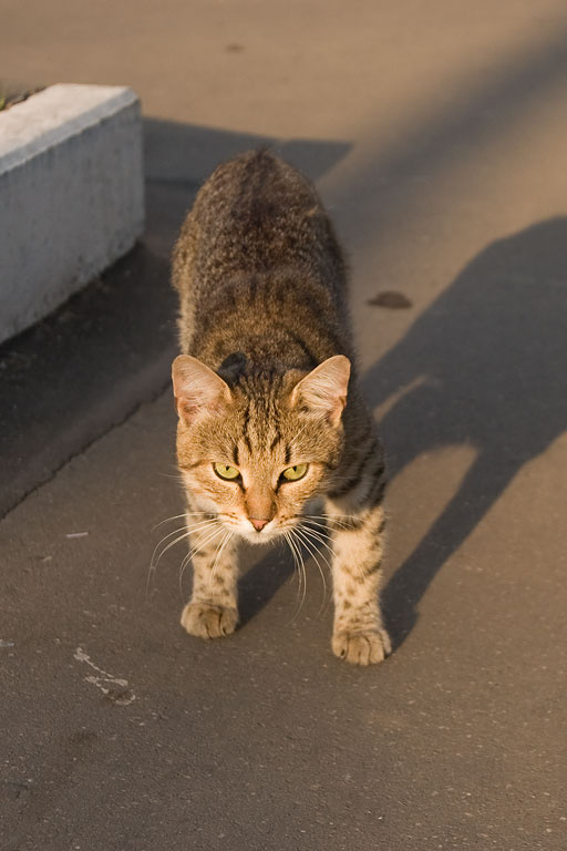 Разберемся ? кот
