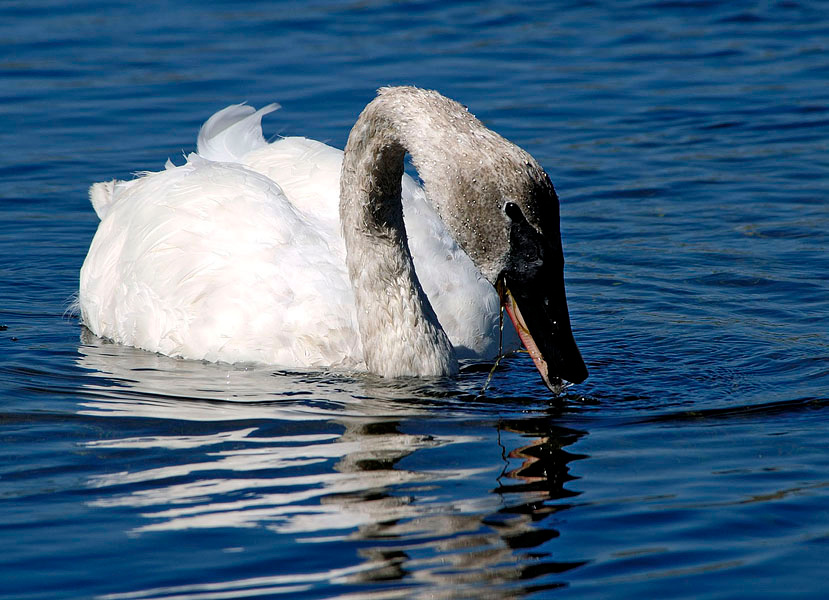 Просто лебедь Лебедь-трбач, Cygnus buccinator, Trumpeter Swan, Yellowstone National Park