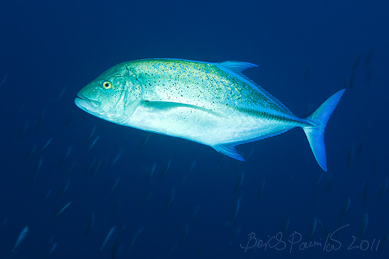 ставрида 2 ставрида Мальдивы blue-fin trevally anion Maldives