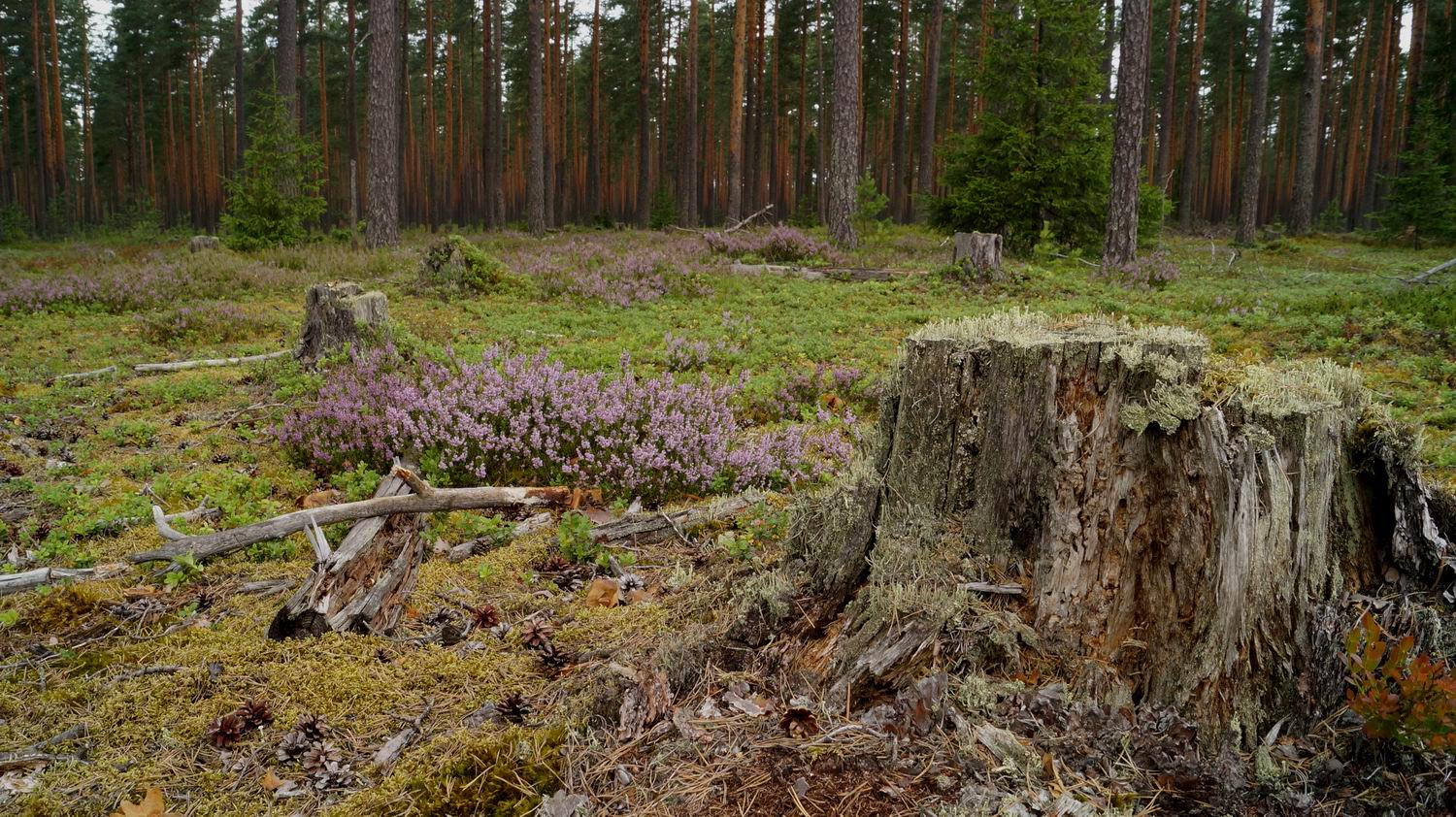 В лесах Карелии Карелия. Лес