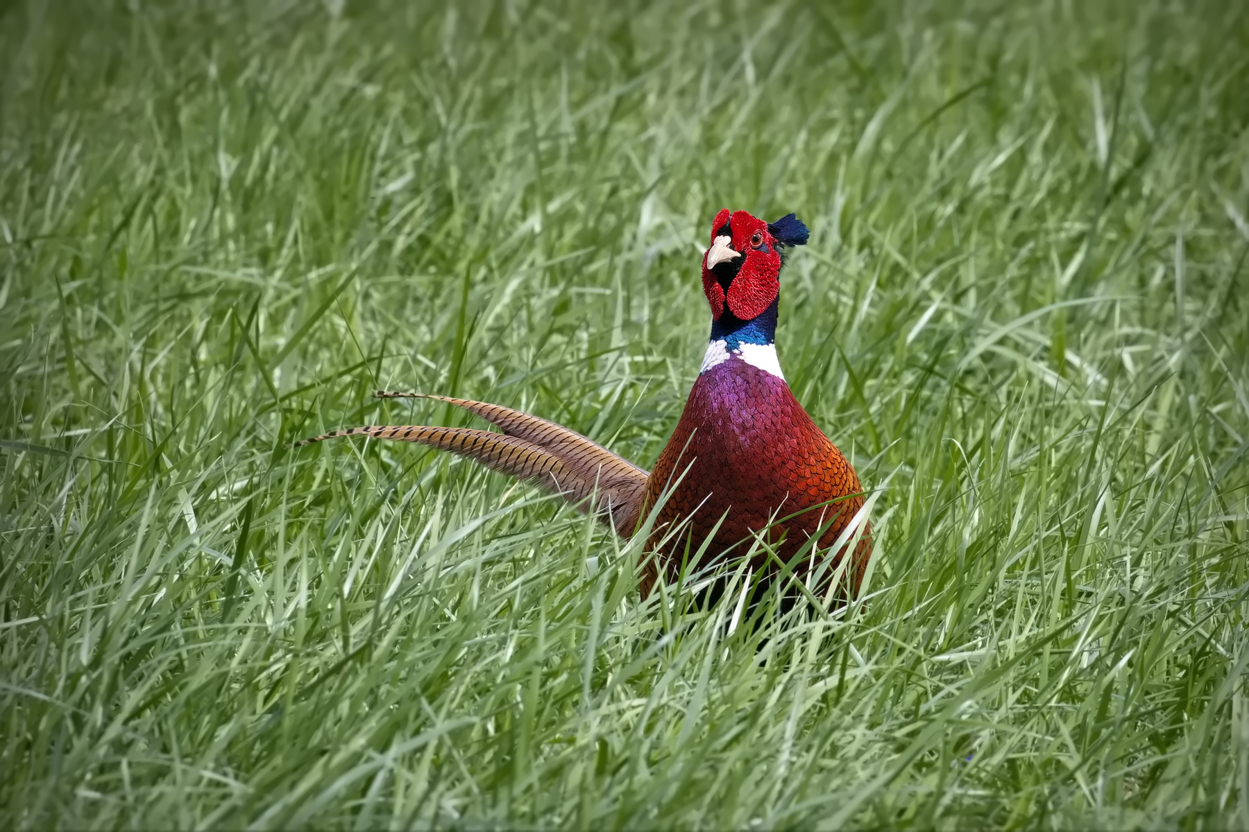 Обыкновенный фазан (Phasianus colchicus) 