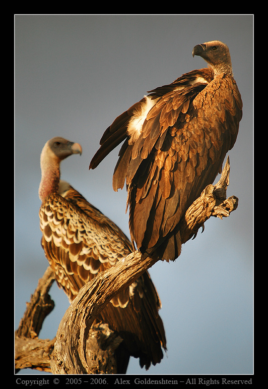 Gyps Africanus & Gyps Ruppellii. Африка-Кения, Масай-Мара, Август-2006