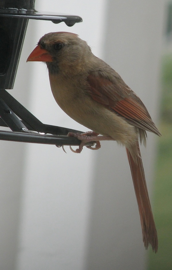 Cardinal Cardinal GA Athens bird птица кардинал