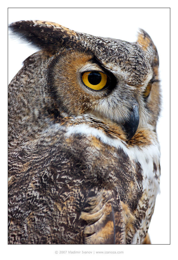 Что? Где? Когда? филин great horned owl Maryland US