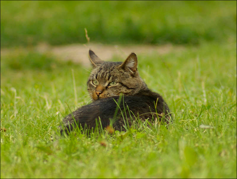 I\'m watching you.. cat