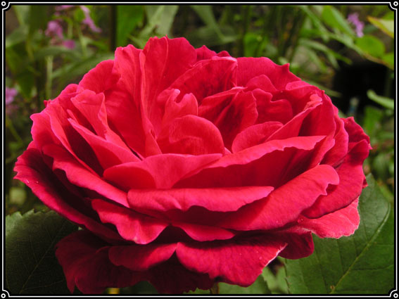 flower Цветок