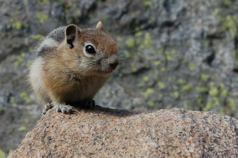 Чип Монк бурундук chipmonk