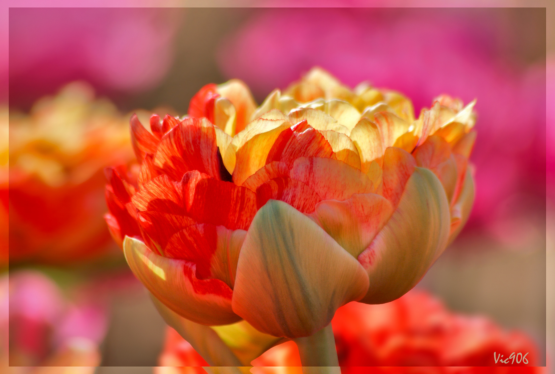 Не в силах удержать порыв цветы бутон тюльпаны природа весна май тюльпан tulips