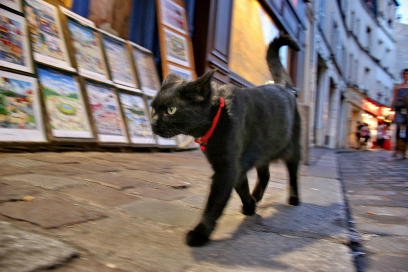 На Монмартре chat noir black cat черная кошка montmartre