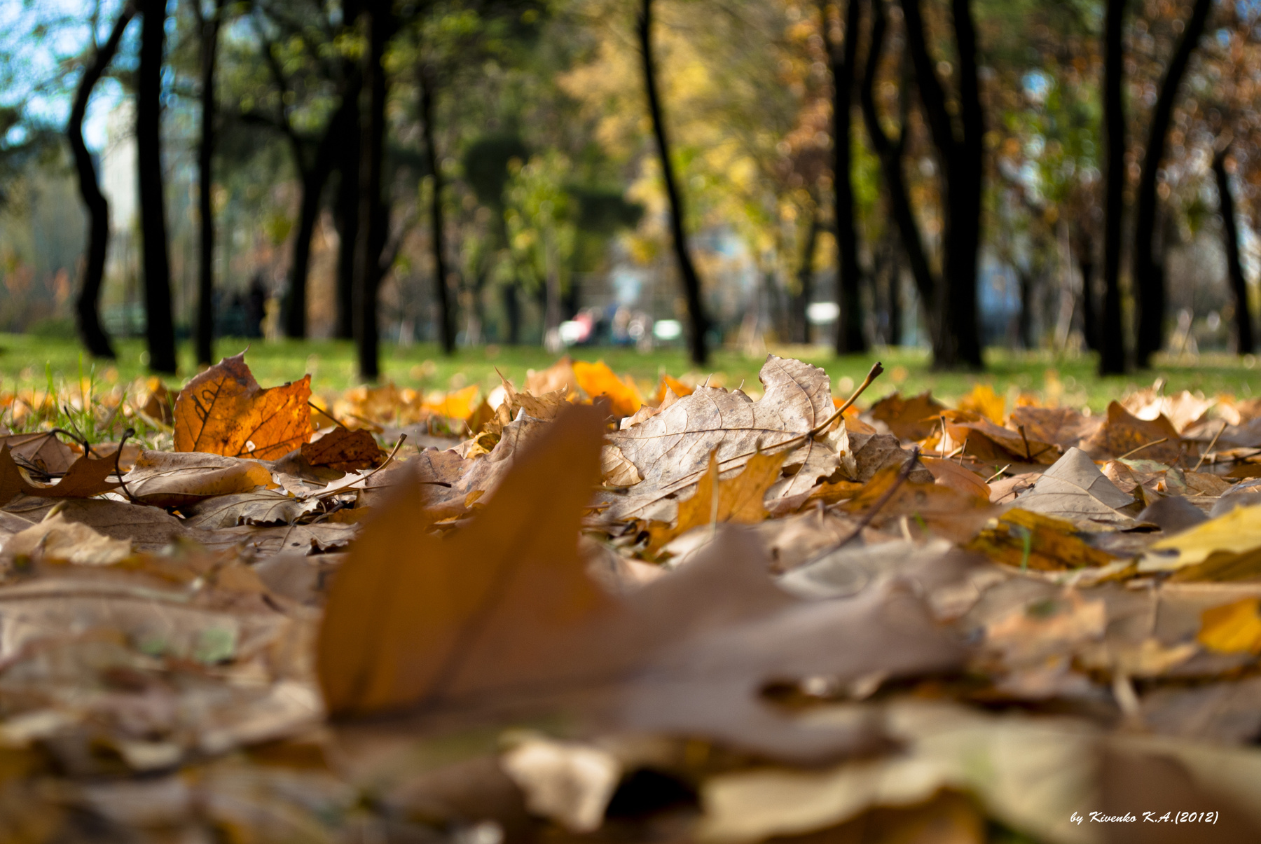 Последние лучи тепла 