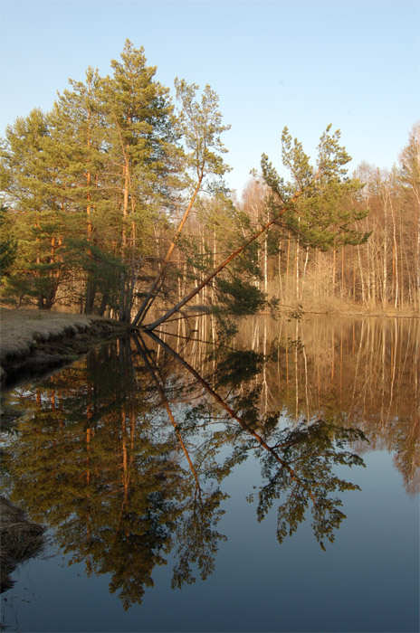 Лесоповал сосна вода природа поход