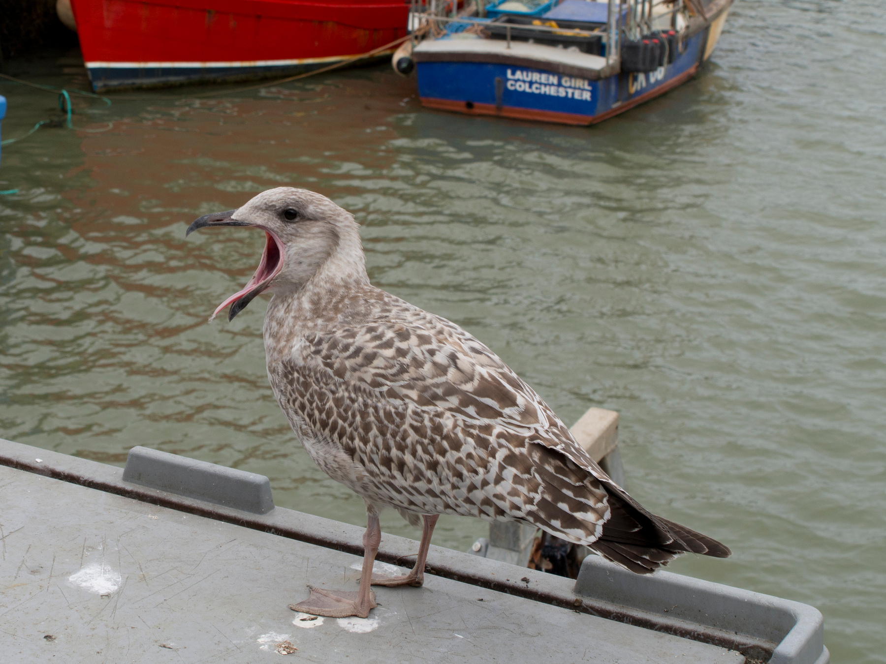 Whitstable 