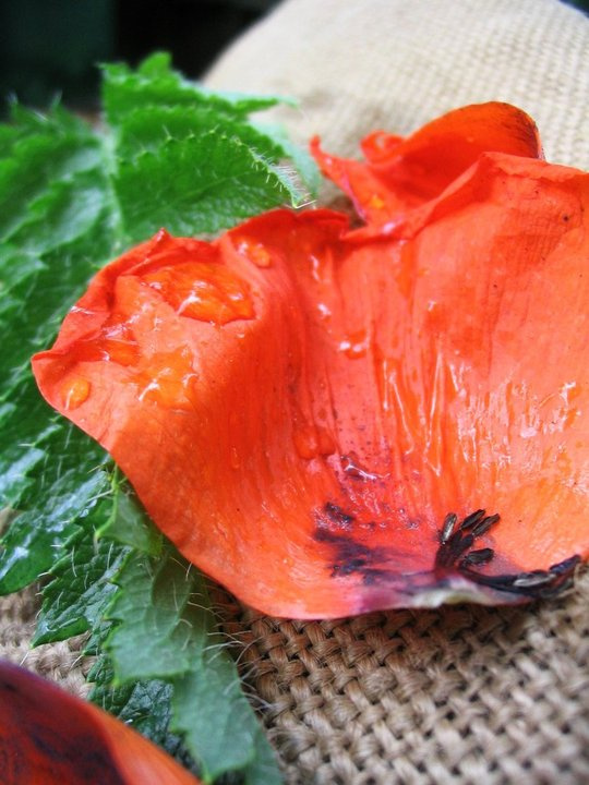 Маковый фрагмент 