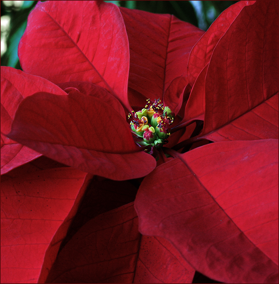 Poinsettia Poinsettia pulcherrima 