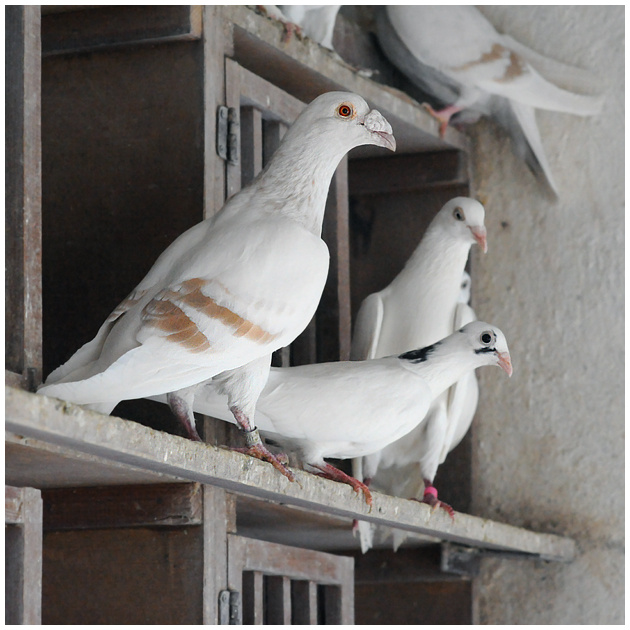 Выбор за дамой dovecot