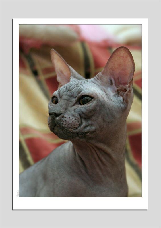 Портрет любимого..... кота. Сфинкс, кот