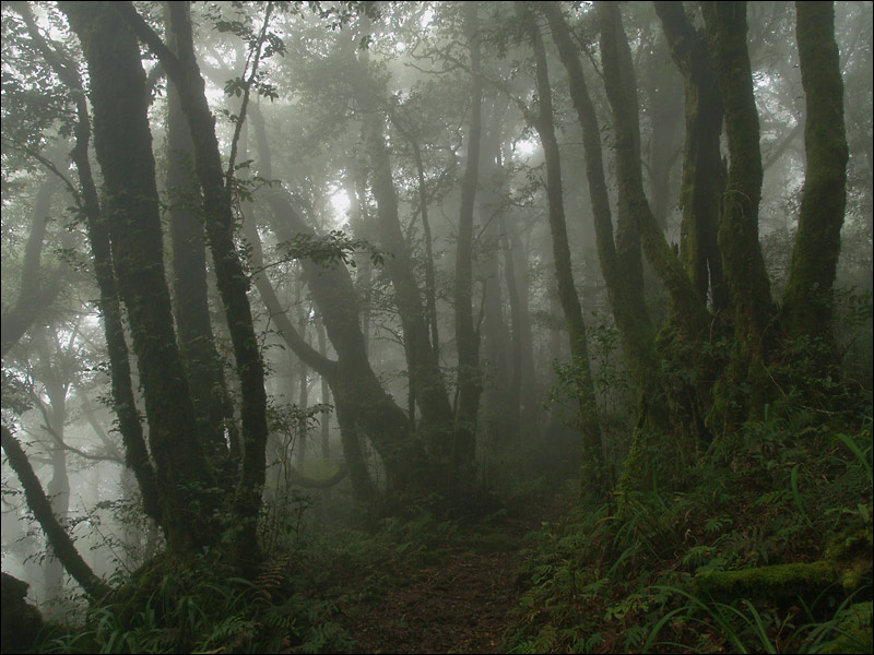 Реликтовый лес Nothofagus, Toolona creek, Lamington NP