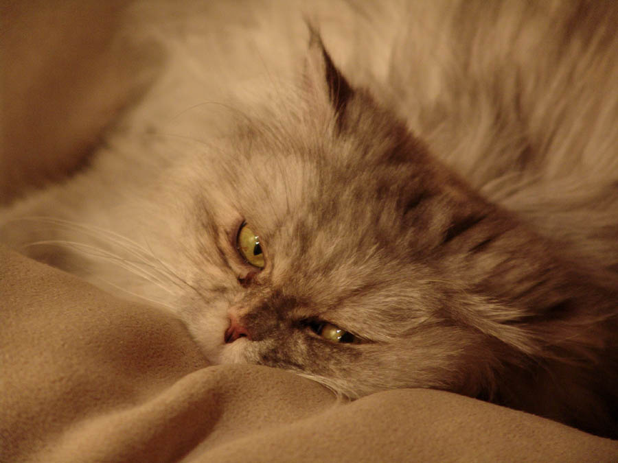 Кошачья жизнь Кошка зверь