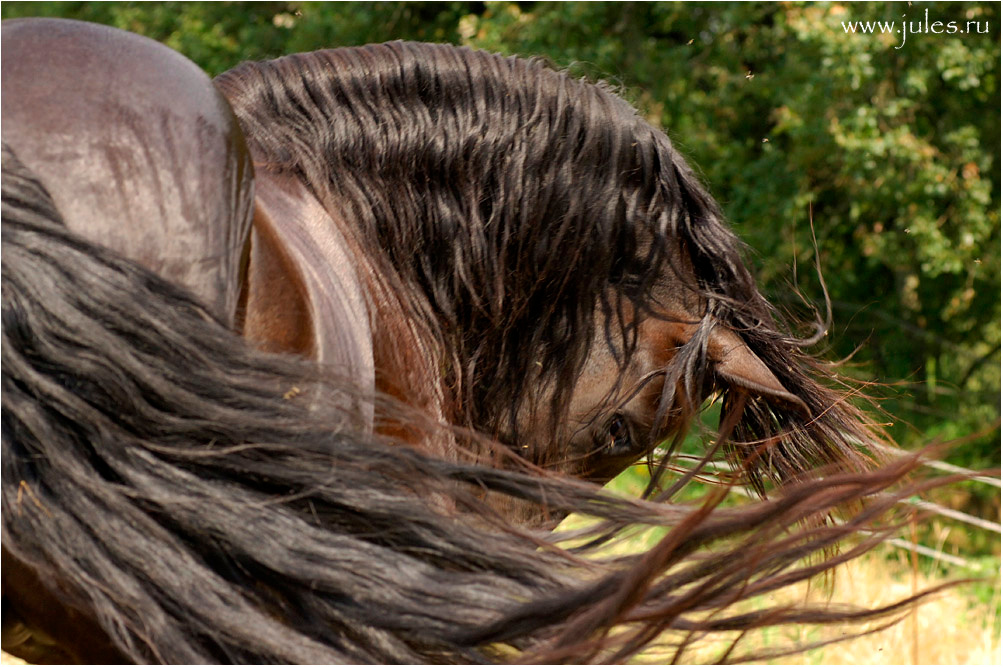*** horses friesian stallion