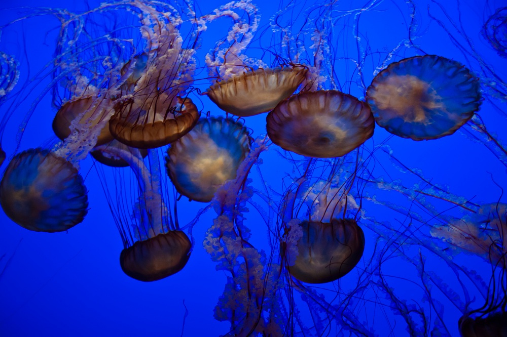 Jellyfishes at Monterey Bay Aquarium 