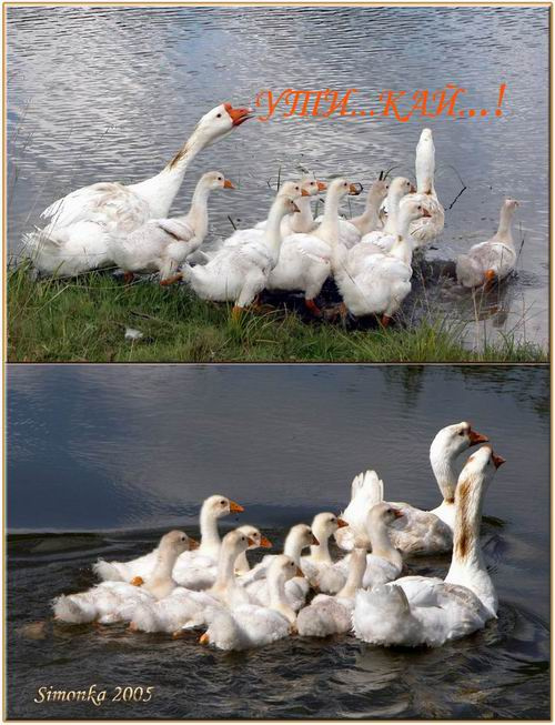 УТИ...КАЙ...!!! гуси