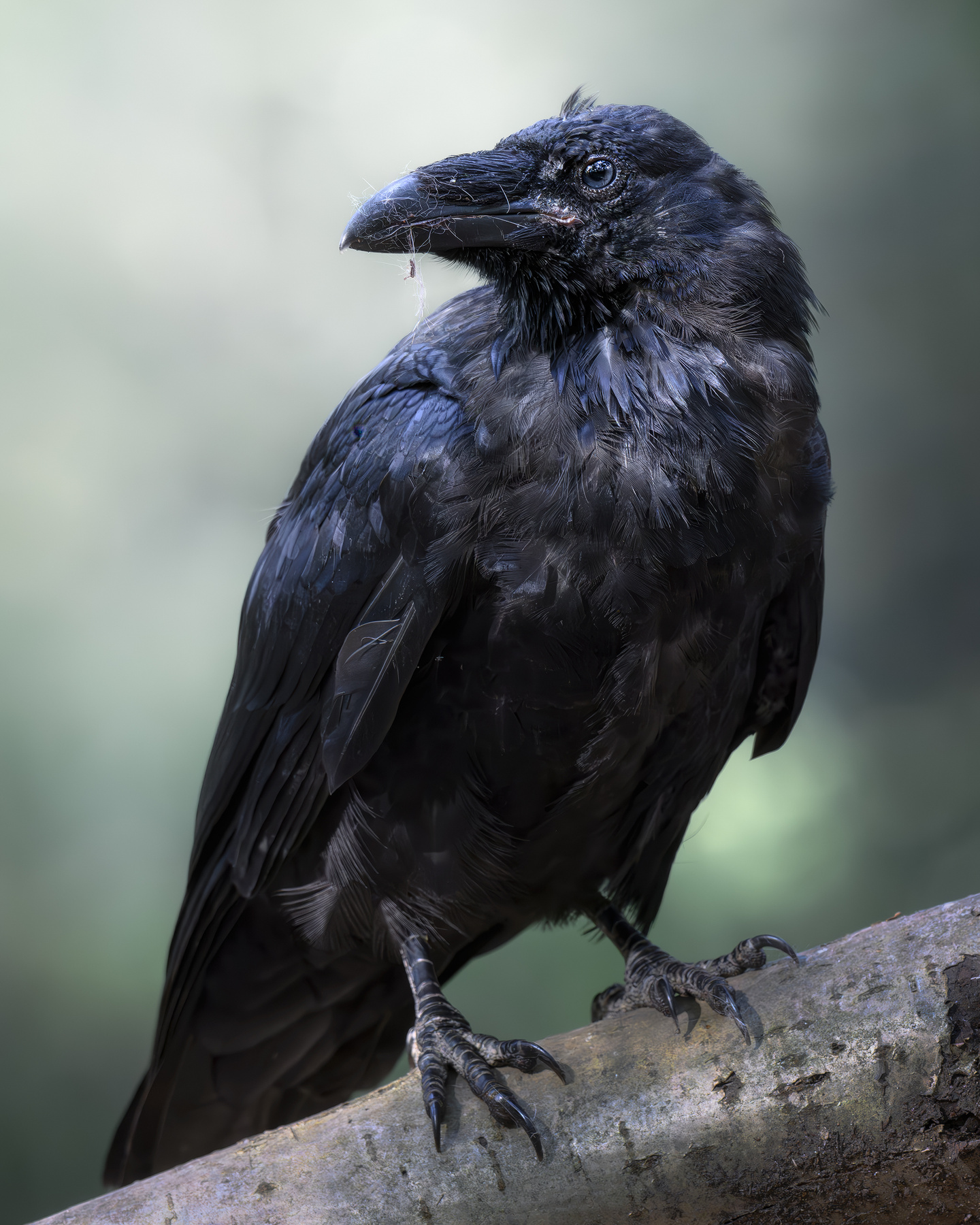 Ворон (Corvus corax) 