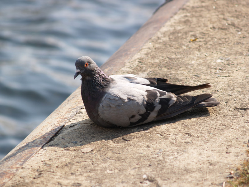 Dove Голубь