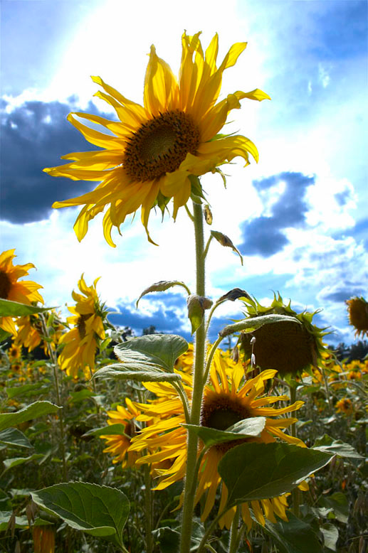 Sunflower 