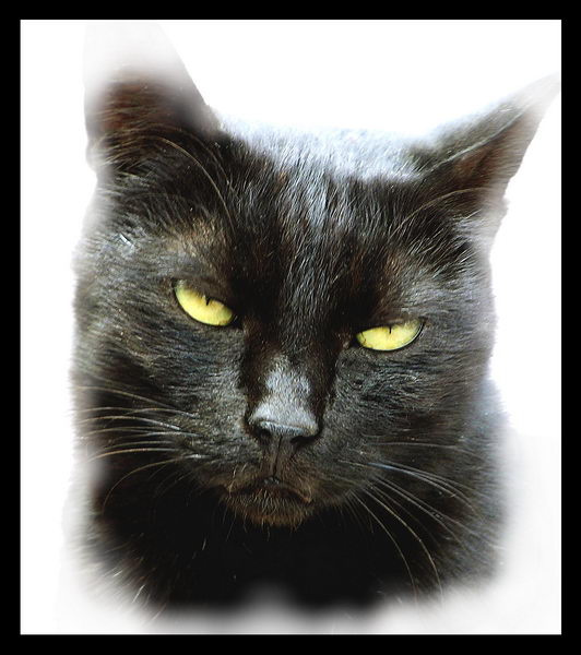 Cat кошка портрет