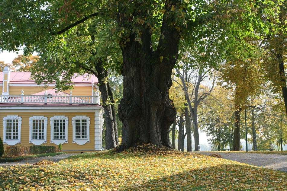 Липа Стрельна