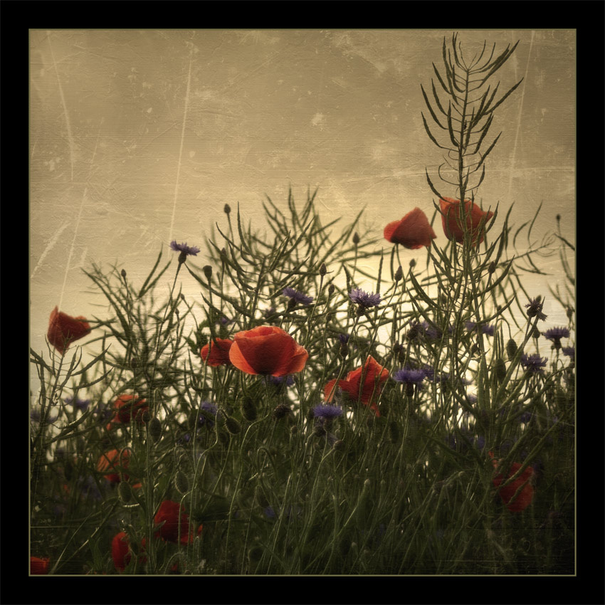 Summer Love 