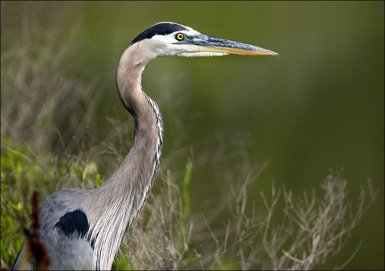 Портрет цапли цапля голубая, портрет, blue herron болото,watergarden