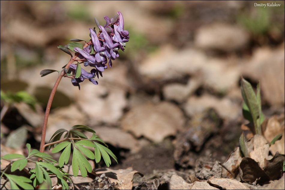 Хохлатка Хохлатка Corydalis solida