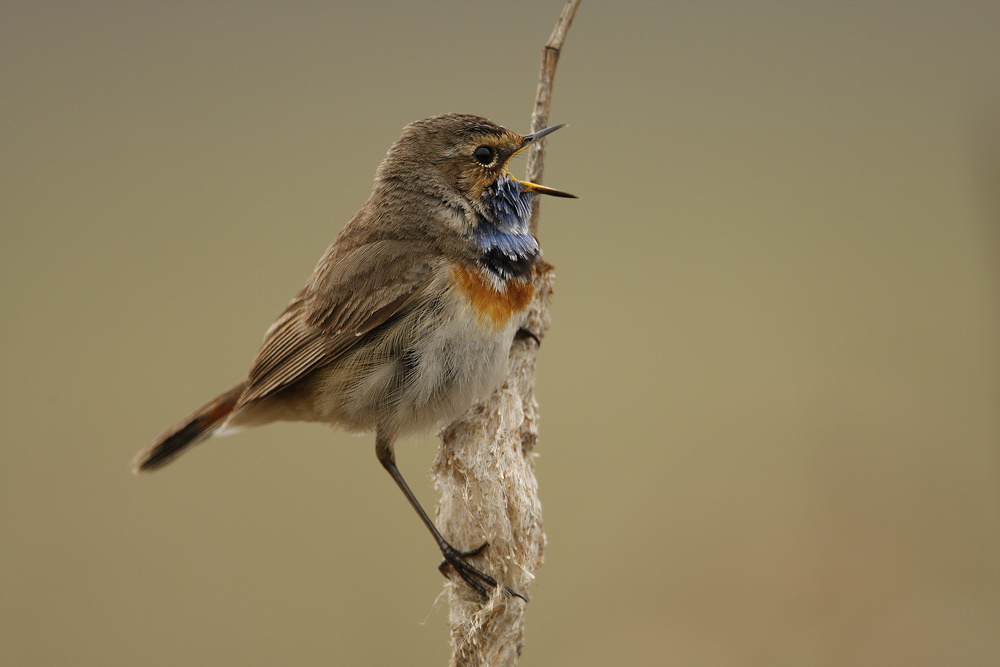 Варакушка (Luscinia svecica) Blaukehlchen Luscinia svecica