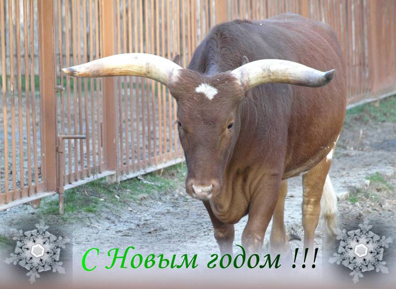 С Новым годом!!! Новый год, зоопарк