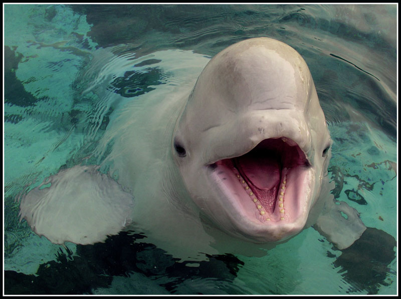 Белуха Юлька белуха дельфинарий зоопарк delphinapterus leucas cetacea