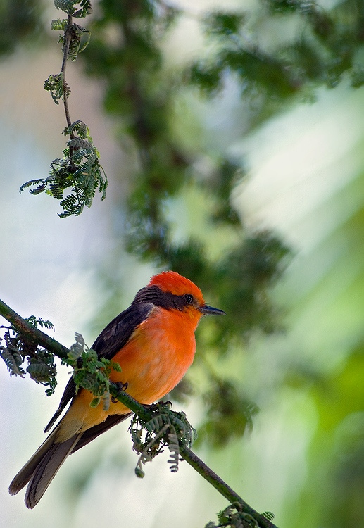 Огненная мухоловка. огненная тирановая мухоловка Vermilion flycatcher Pyrocephalus rubinus птица Перу