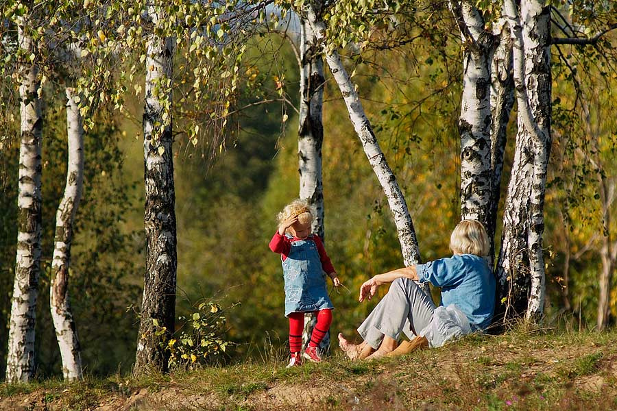Березки Блондинки, березы